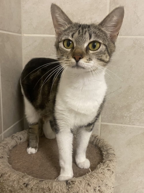 picture of the cat needing adoption