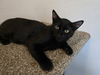 adoptable Cat in Missouri City, TX named Farhan