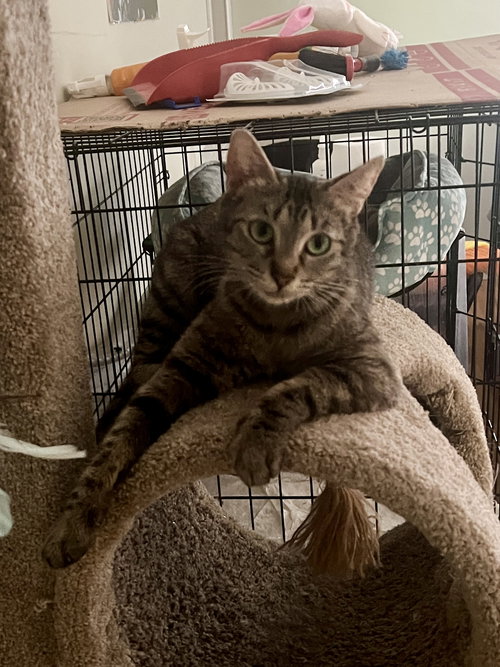 picture of the cat needing adoption