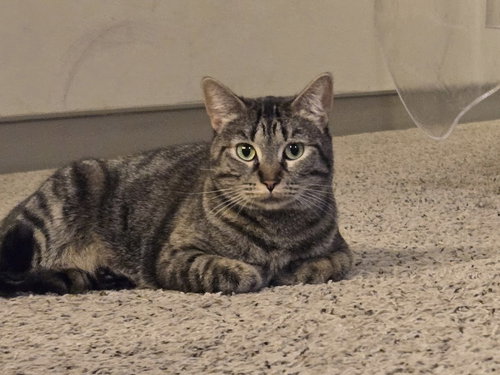 picture of the cat needing adoption