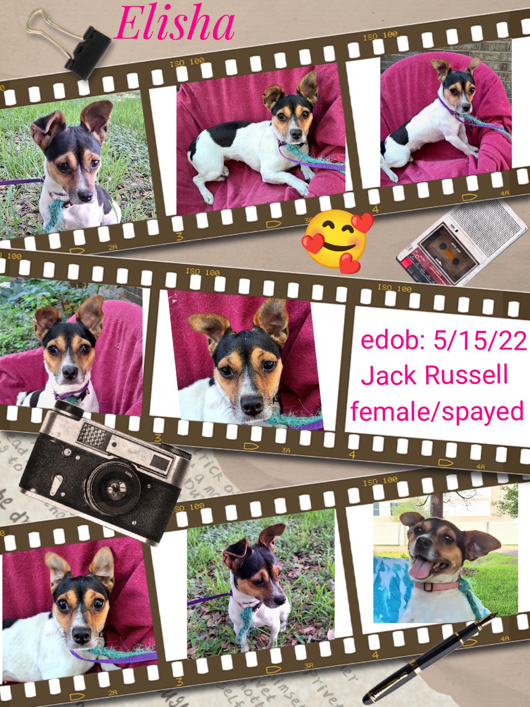 adoptable Dog in Missouri City, TX named Elisha