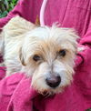adoptable Dog in Missouri City, TX named Ginji
