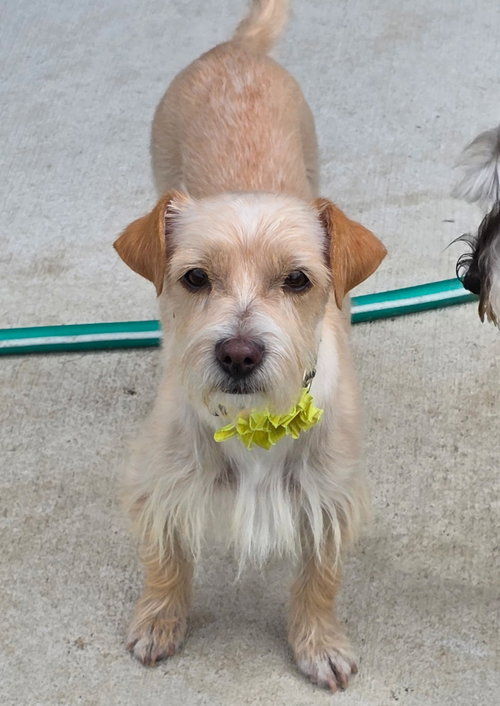 picture of the dog needing adoption