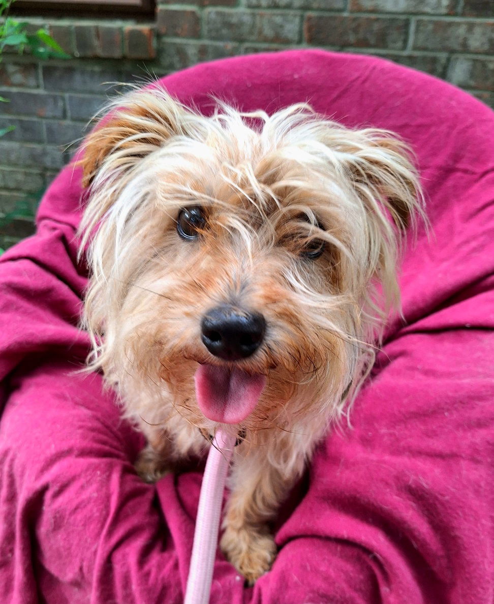 adoptable Dog in Missouri City, TX named Gamini