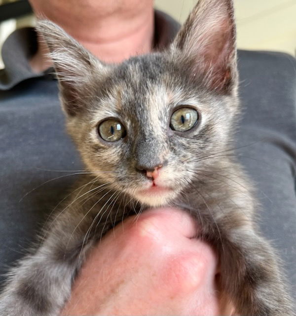 adoptable Cat in Missouri City, TX named Charvika
