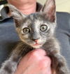 adoptable Cat in  named Charvika