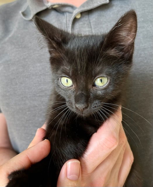 adoptable Cat in Missouri City, TX named Chermona