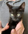 adoptable Cat in missouri city, TX named Chermona