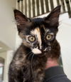 adoptable Cat in missouri city, TX named Celestial
