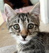 adoptable Cat in missouri city, TX named Chezian