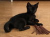 adoptable Cat in Missouri City, TX named Izma