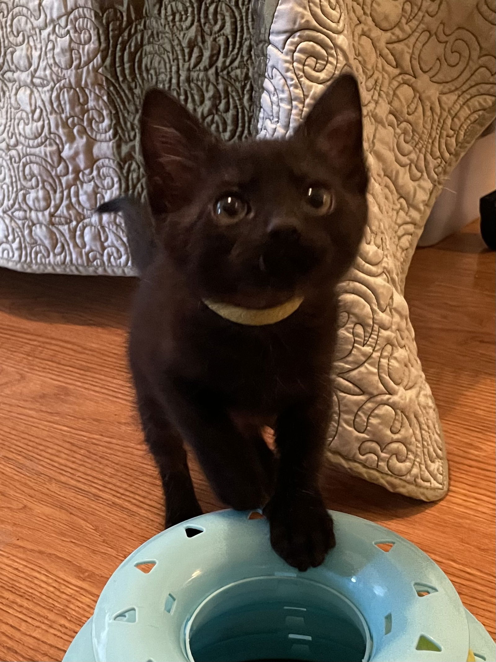 adoptable Cat in Missouri City, TX named Idalia