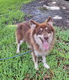 adoptable Dog in Missouri City, TX named Lovish
