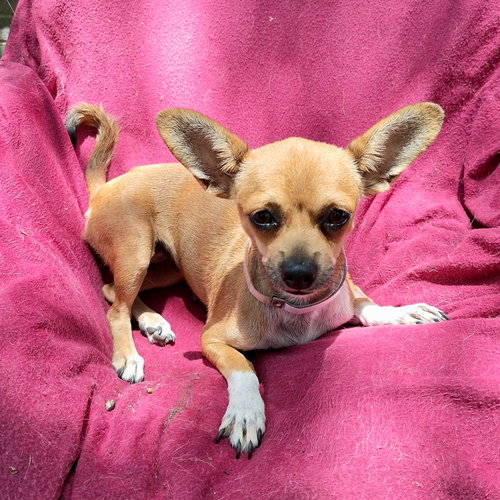 picture of the dog needing adoption
