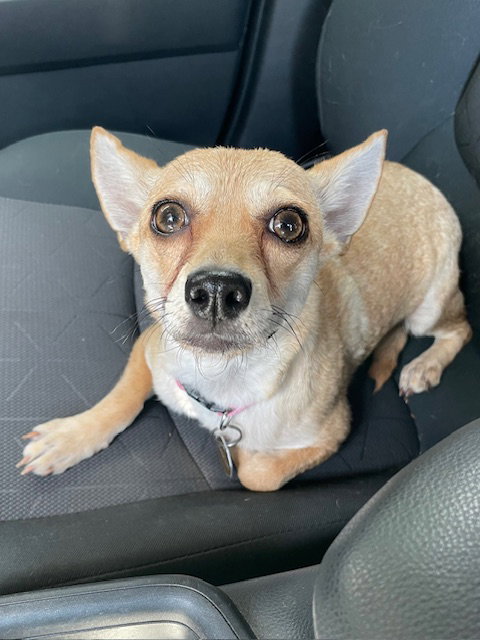 picture of the dog needing adoption