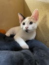 adoptable Cat in Missouri City, TX named Godavari