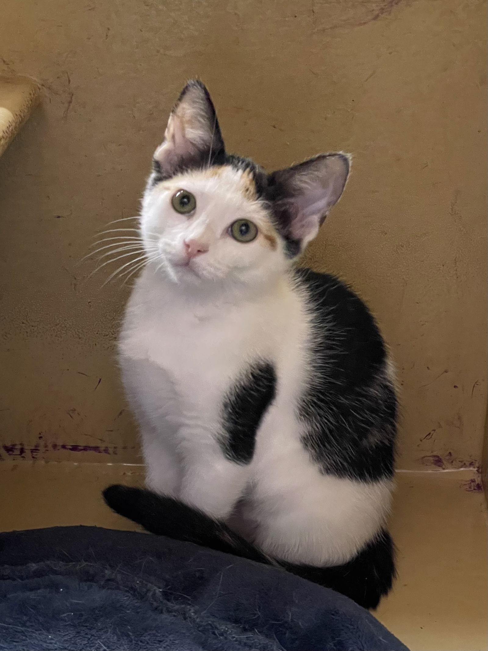 adoptable Cat in Missouri City, TX named Ganesha