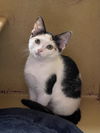 adoptable Cat in Missouri City, TX named Ganesha