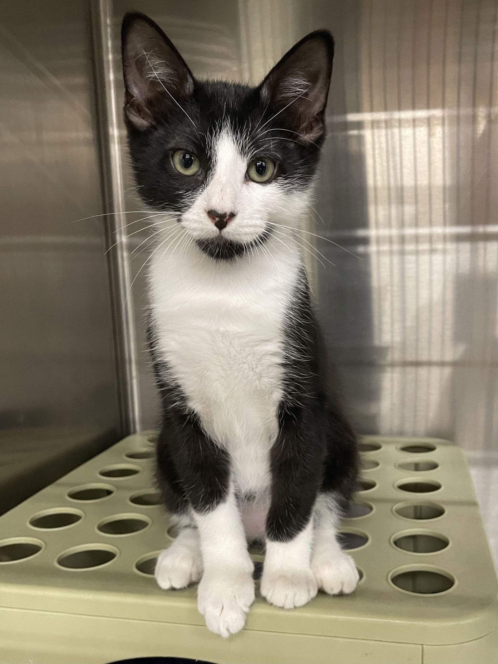 adoptable Cat in Missouri City, TX named Gopiko