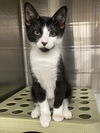 adoptable Cat in Missouri City, TX named Gopiko