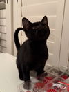 adoptable Cat in Missouri City, TX named Niraj