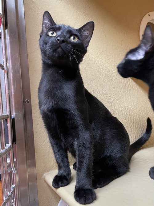 picture of the cat needing adoption