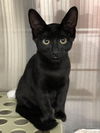 adoptable Cat in Missouri City, TX named Nareno