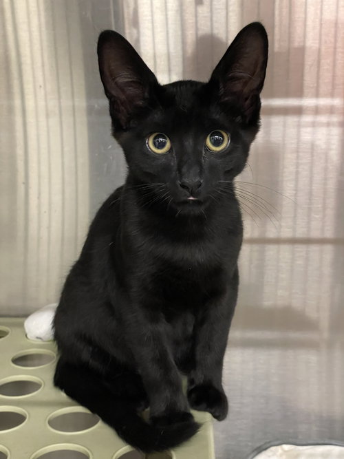 picture of the cat needing adoption