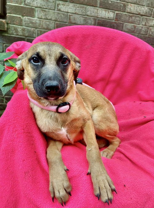 picture of the dog needing adoption