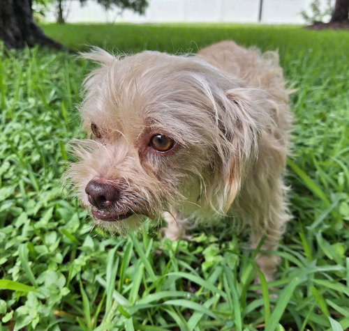 picture of the dog needing adoption