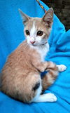 adoptable Cat in Missouri City, TX named Omkar