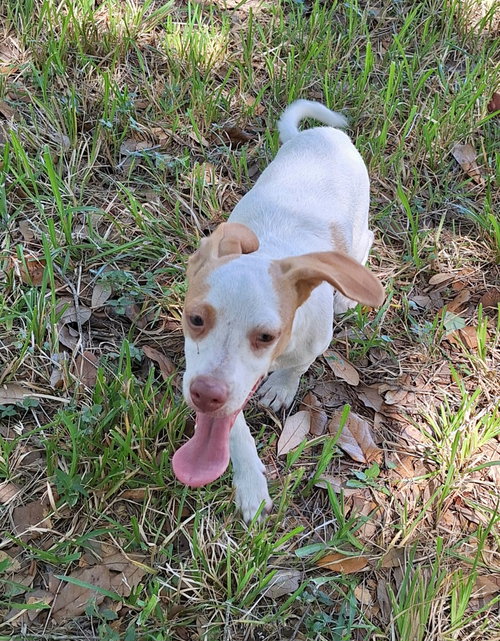 picture of the dog needing adoption