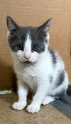 adoptable Cat in Missouri City, TX named Moby