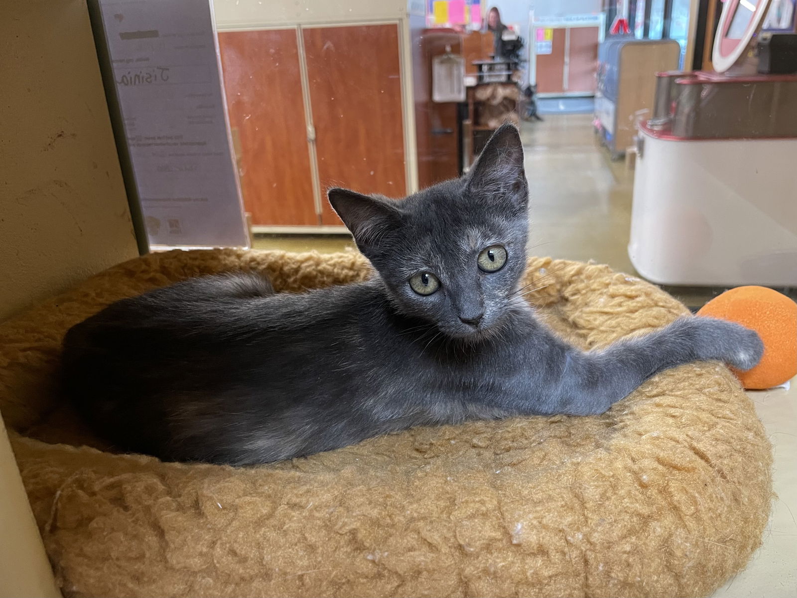 adoptable Cat in Missouri City, TX named Jasmitha