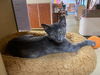 adoptable Cat in Missouri City, TX named Jasmitha