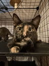 adoptable Cat in Missouri City, TX named Jisinia