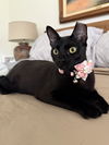 adoptable Cat in missouri city, TX named Daysha