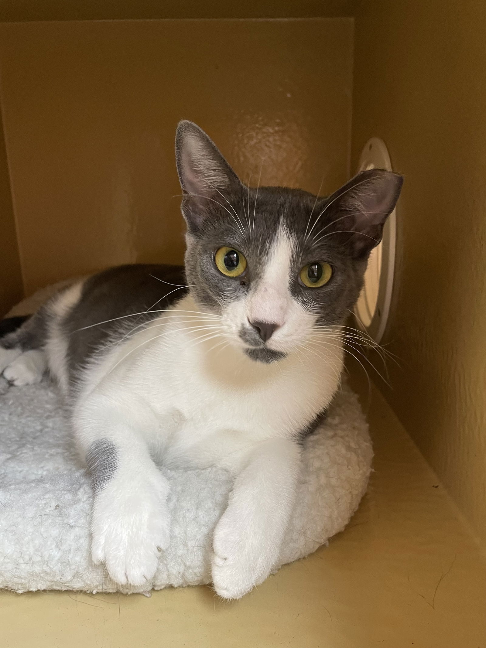 adoptable Cat in Missouri City, TX named Drisana