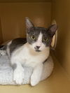 adoptable Cat in missouri city, TX named Drisana
