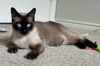 adoptable Cat in  named Quantum