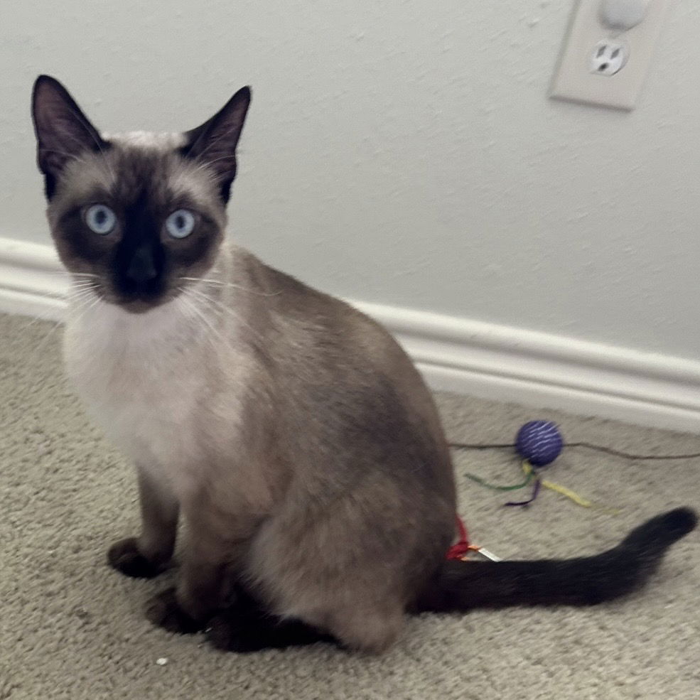 adoptable Cat in Missouri City, TX named Quadar