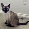 adoptable Cat in  named Quadar