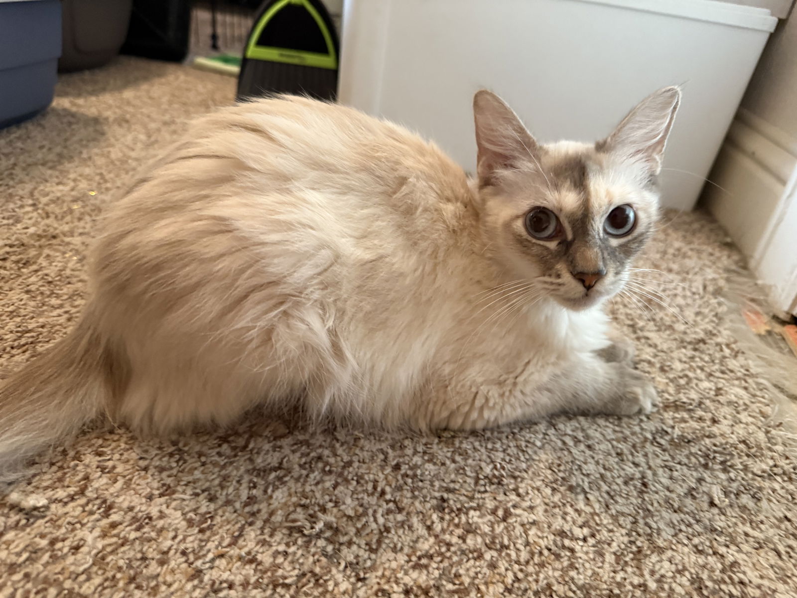 adoptable Cat in Missouri City, TX named Rajvika