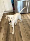 adoptable Dog in missouri city, TX named Clarissa