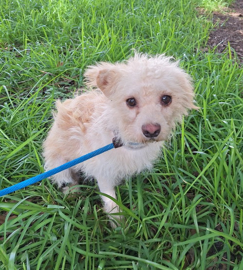 picture of the dog needing adoption