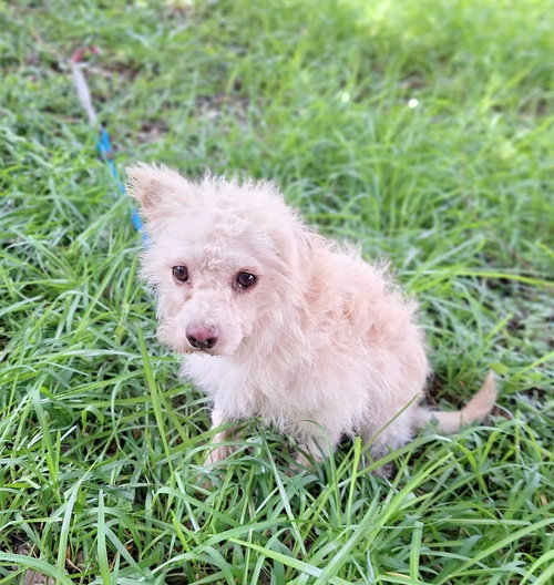 POSHAN - West Highland White Terrier Westie / Poodle (unknown type) available for adoption