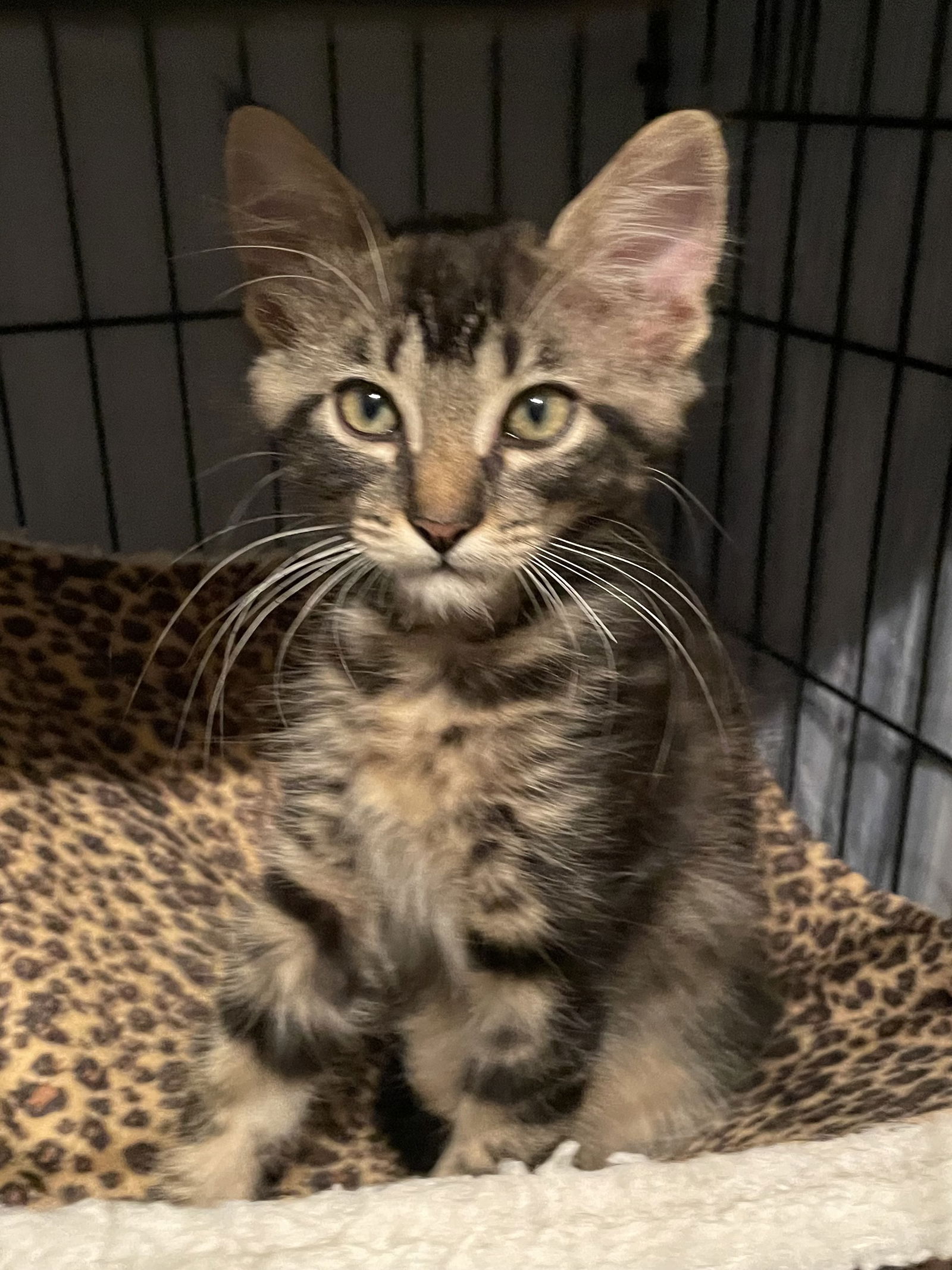 adoptable Cat in Missouri City, TX named Biraji
