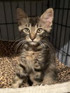 adoptable Cat in  named Biraji
