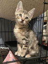 adoptable Cat in  named Bisara