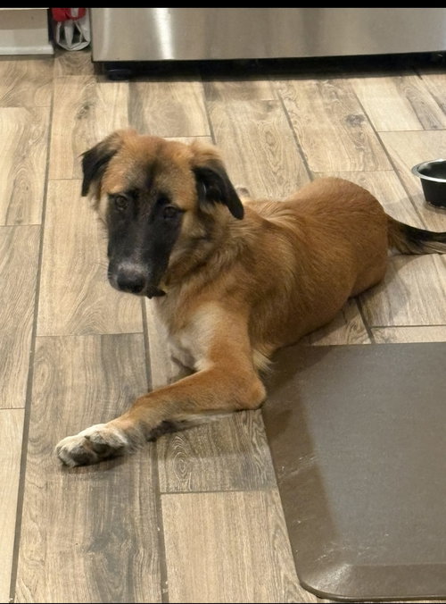 picture of the dog needing adoption